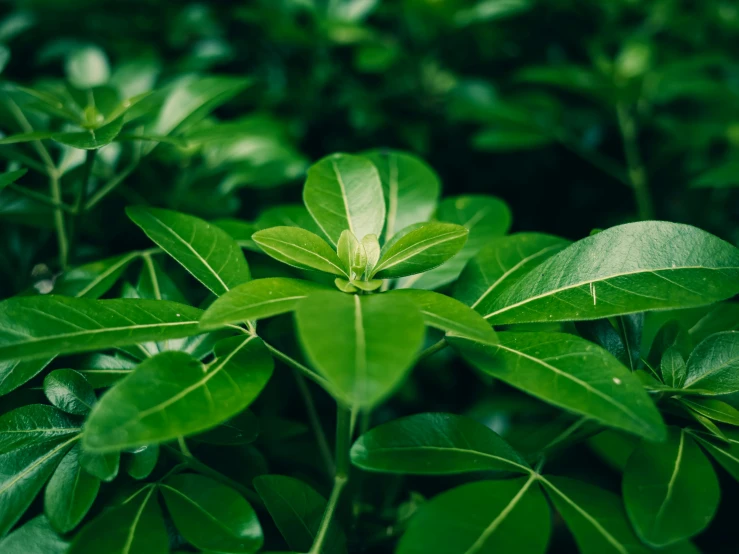 there is an image of a beautiful green tree