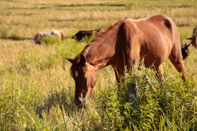 there is a horse that is standing in the grass