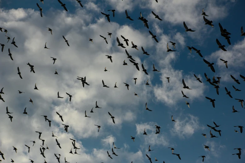 many birds flying up in the sky together