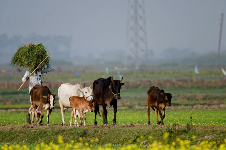 a man is herding several cows in a field