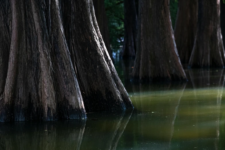 a duck sits in the middle of trees with its  apart