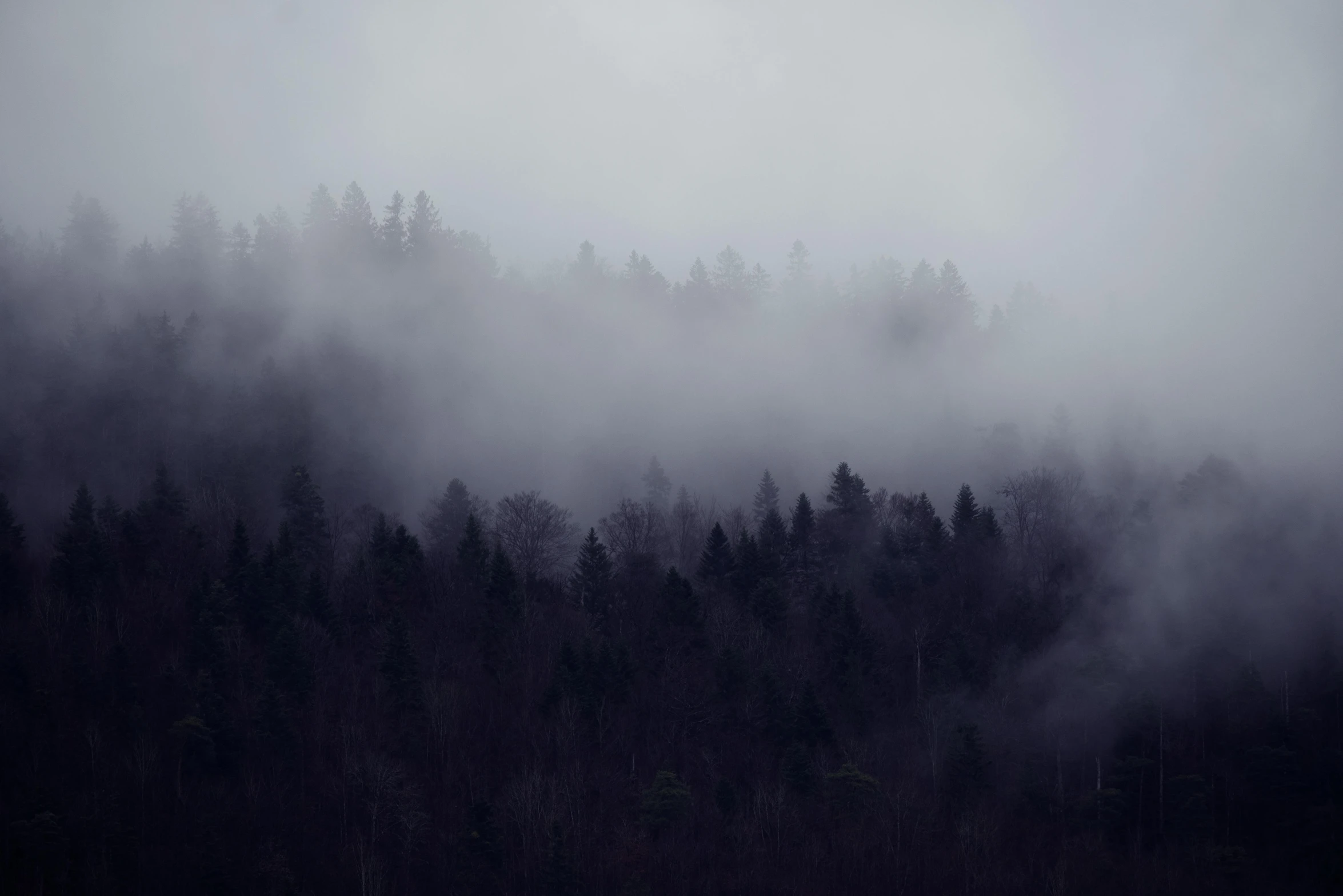 black and white pograph of trees with fog