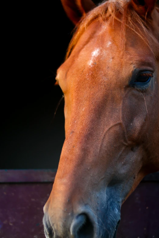 an orange horse looking over its head while it looks off to the side