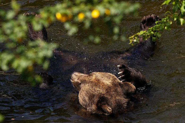 a bear is swimming through the water