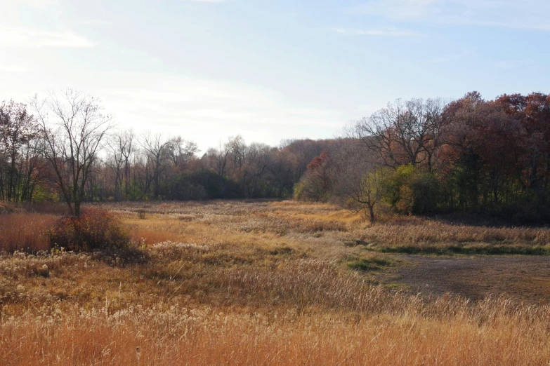 the brown grass is all around the area