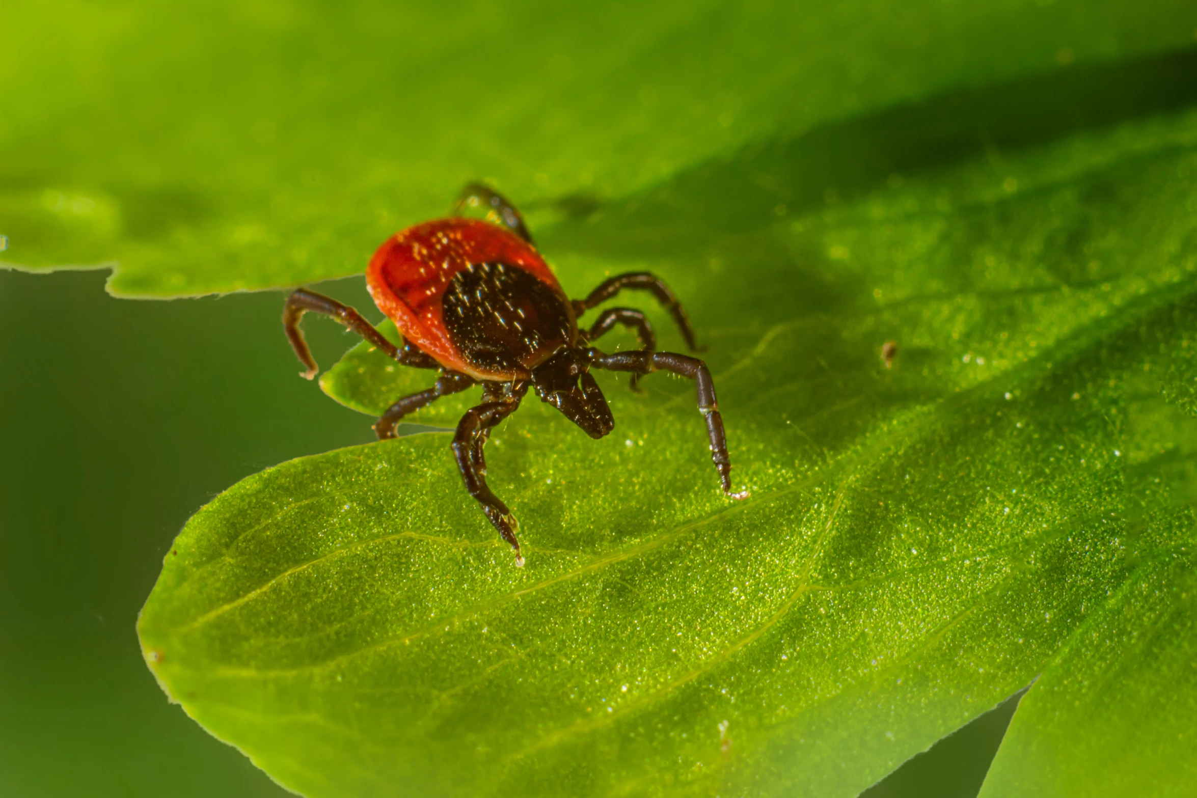 a bug that is on a green leaf