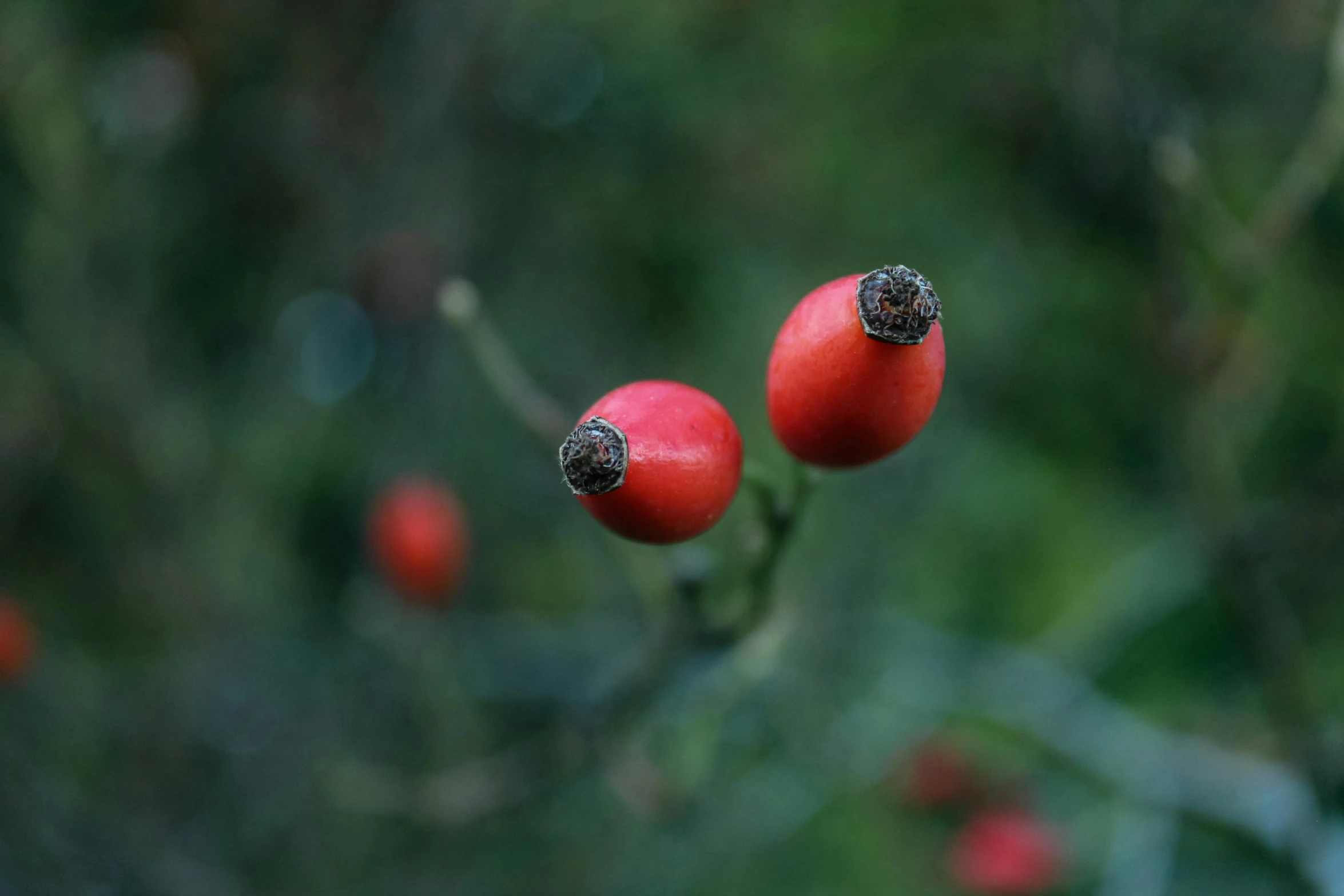 a close - up view of a plant with red berries