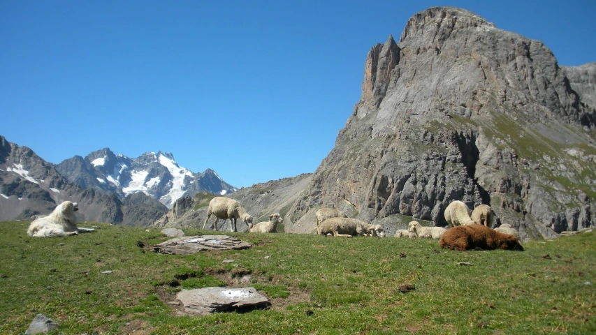 several animals in an open field below a mountain