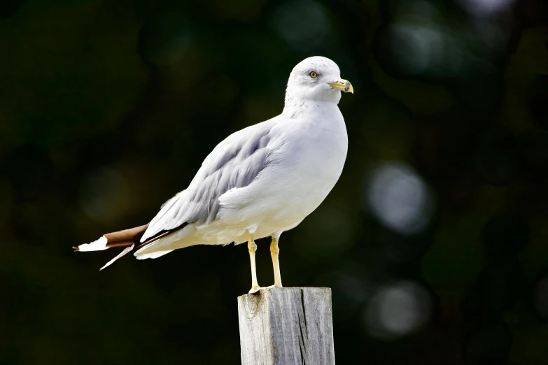 a white bird sits on the side of a wooden pole