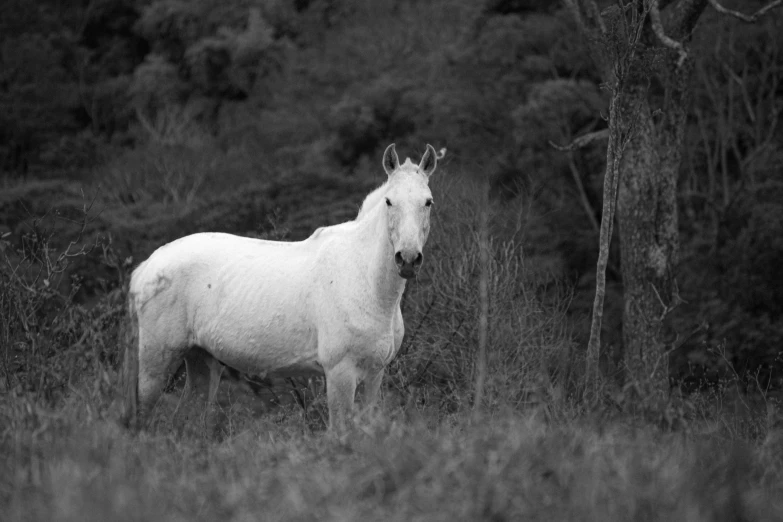 white horse standing in grassy area with trees