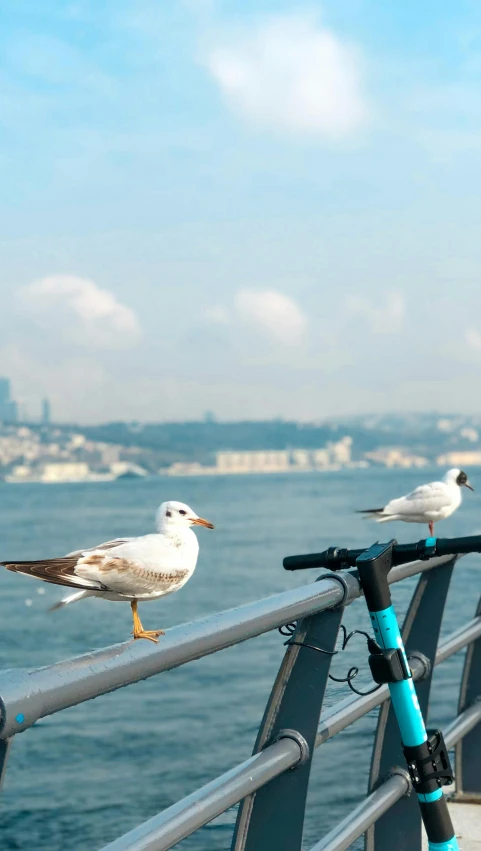 birds stand on the railing of a pier