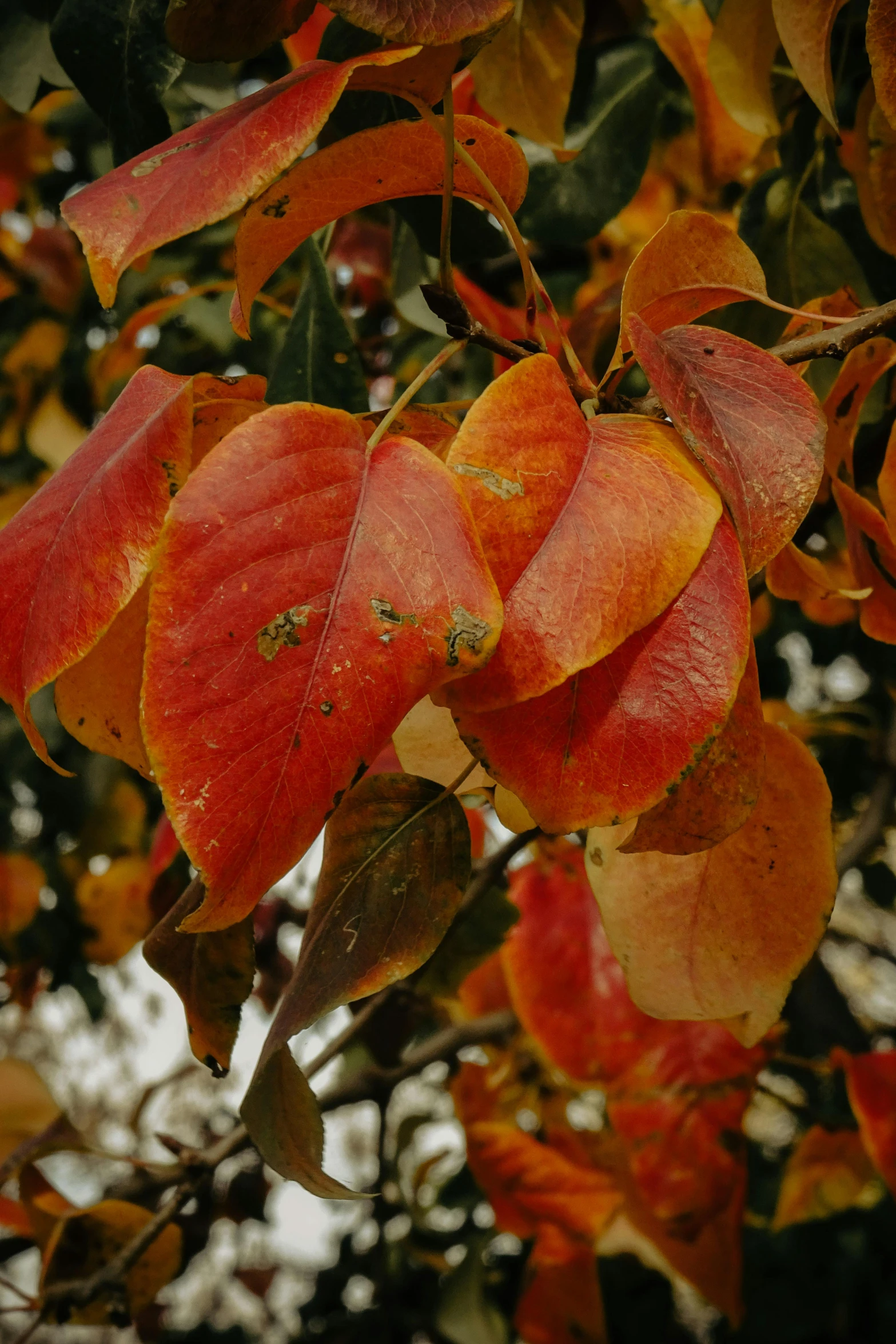 autumn is almost over the top with leaves coming off