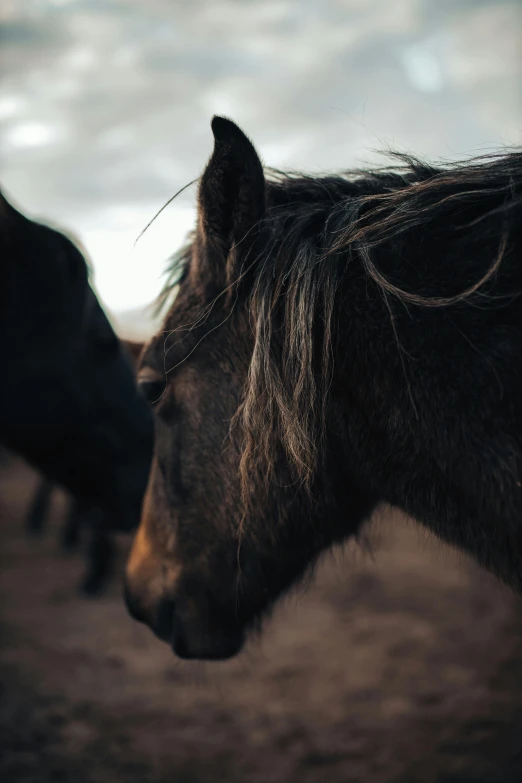 close up of two horses near each other