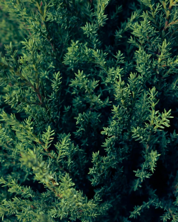 closeup of green leafy foliage on an evergreen tree