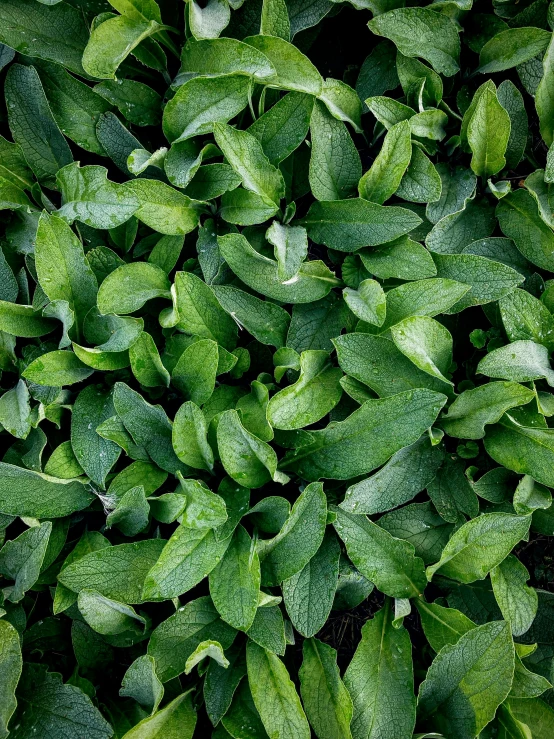 a small amount of leaves in a plant