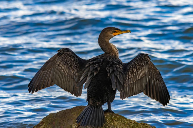 a bird sitting on a rock in the water