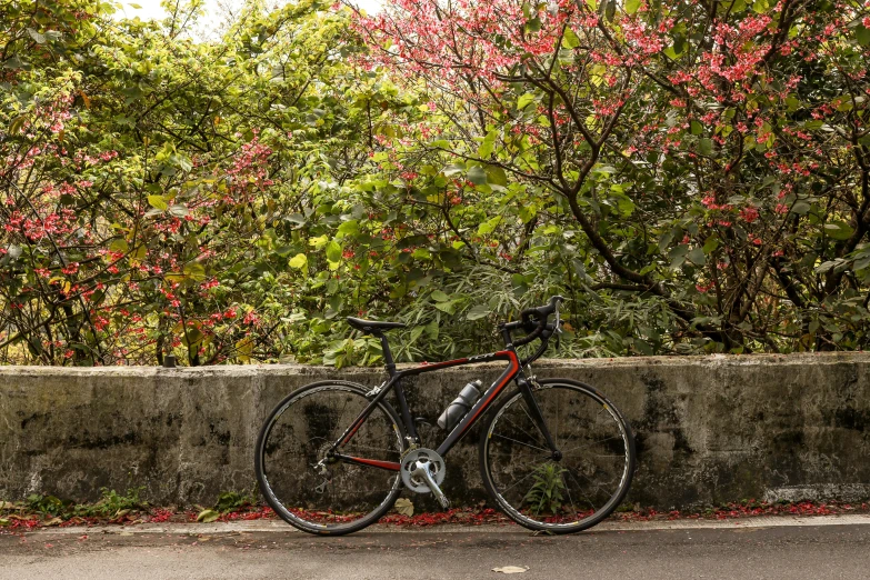 bicycle  up against a stone wall by pink flowers