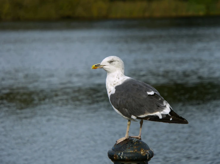 a white and black bird sitting on a metal object near water