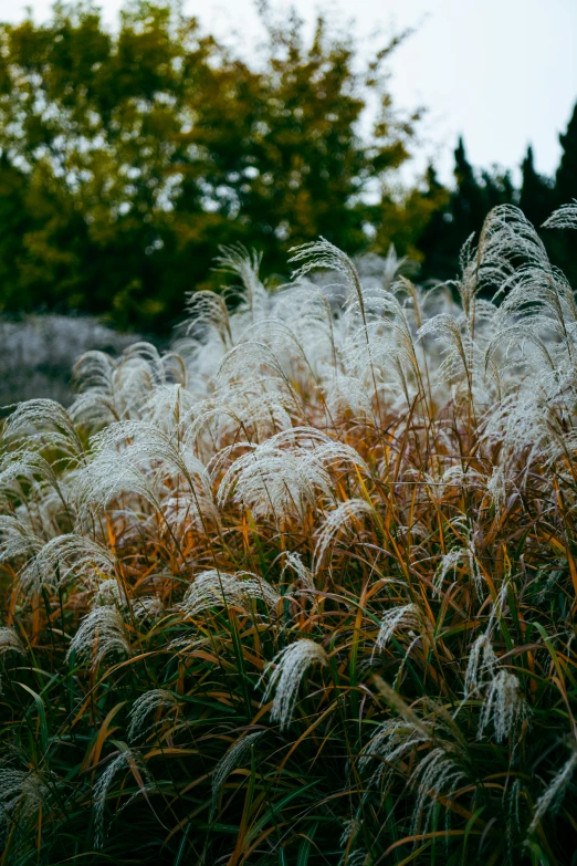 some very pretty plants with very long leaves