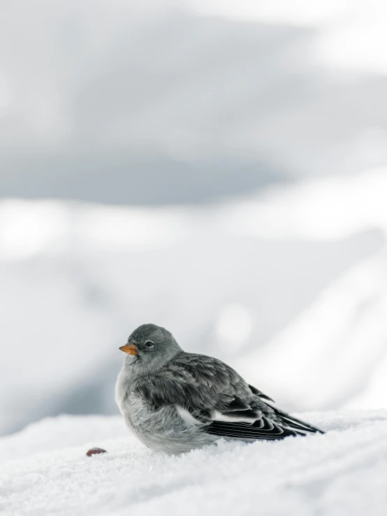 a small bird sitting on the top of a snow covered field