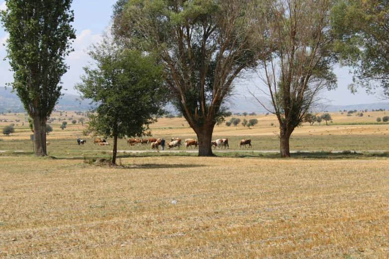 a large open field with various trees and some cattle walking in the distance