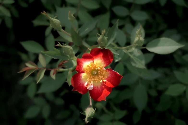 a very pretty red flower with some leaves