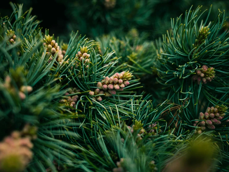 an arrangement of evergreens with tiny berries and buds