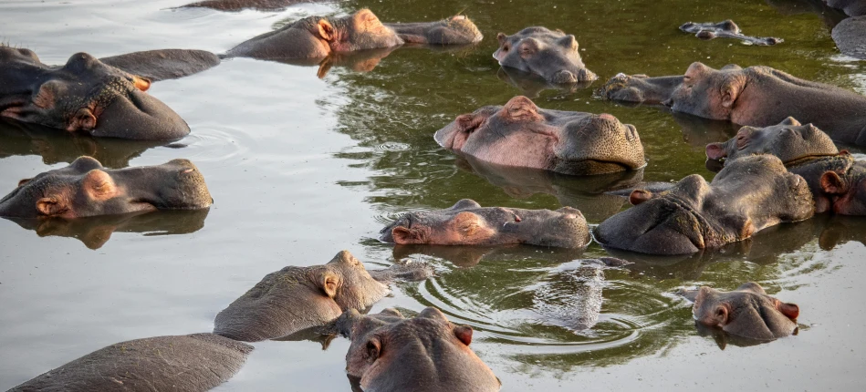 a herd of hippos that are in the water