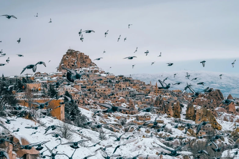 the flock is flying above the snowy mountain