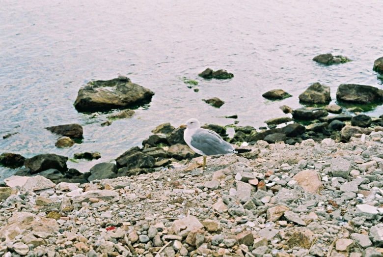 seagull resting on the rocks and in the water