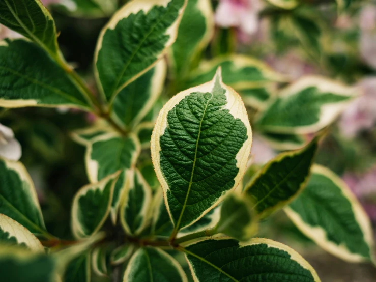 the plant is green and yellow with thin leaves