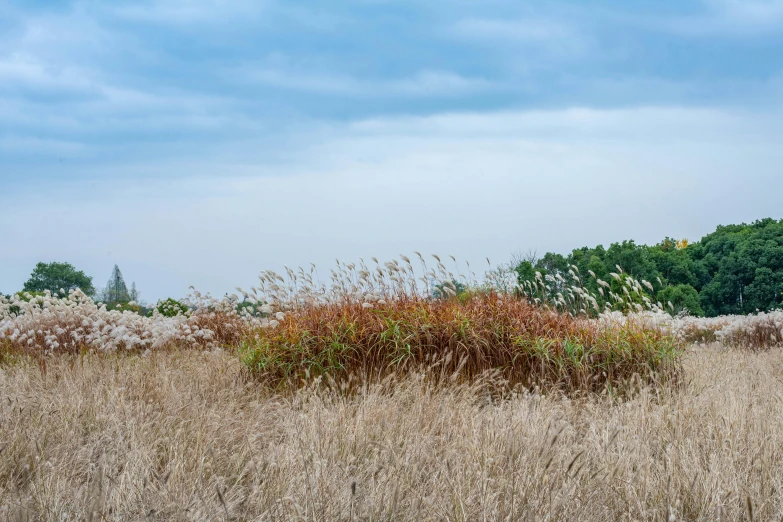 a large field with brown grass in the middle