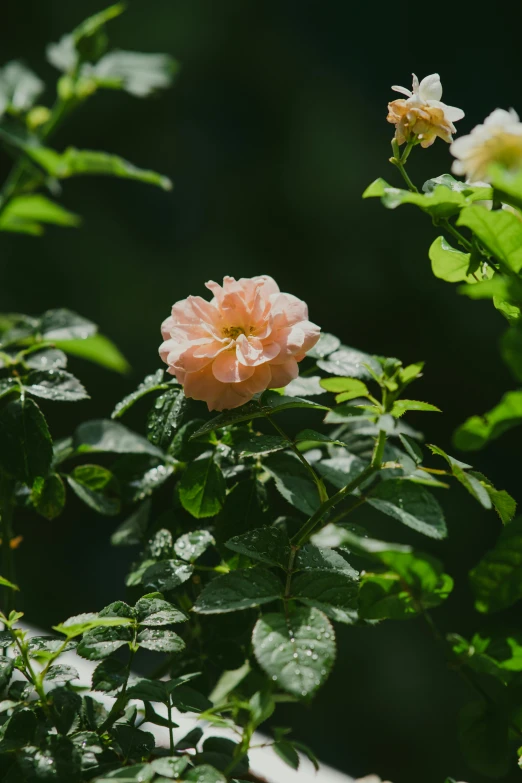 a rose with water droplets and green leaves