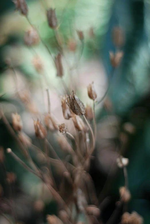 the close up view of a small tree