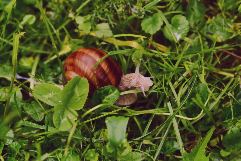 a snail crawling in the green grass