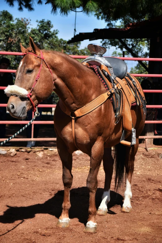 the horse is tied to its stand by some rope