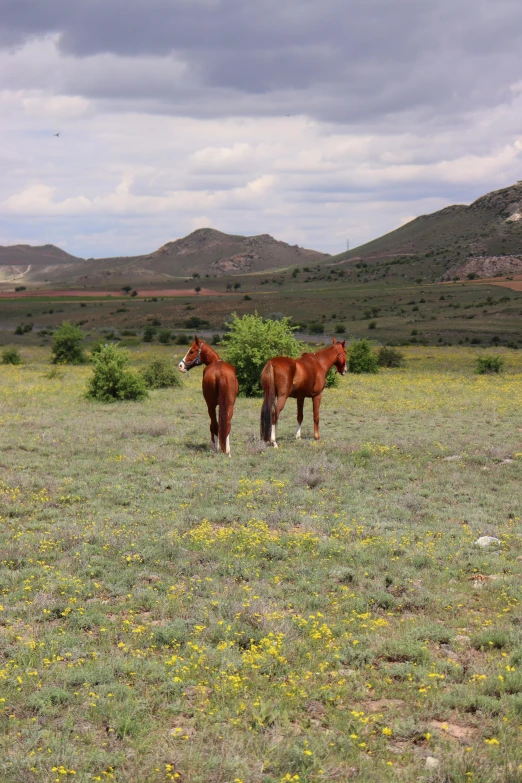 two horses are standing together in the green