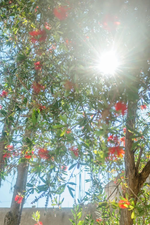 sunlight peeks through the nches of several trees