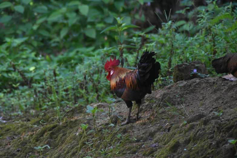 a chicken stands on the side of a hill