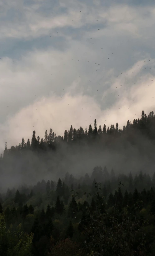 a field with some mist in it next to a forest