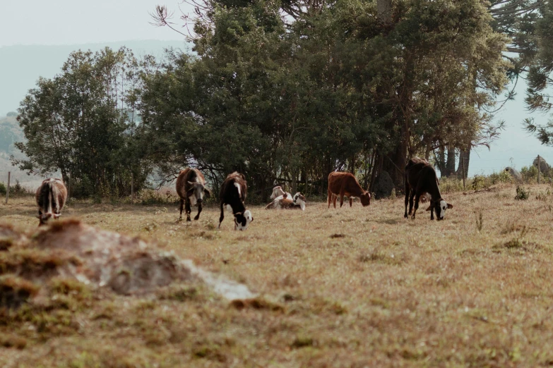 a herd of cattle grazing on a dry grass field