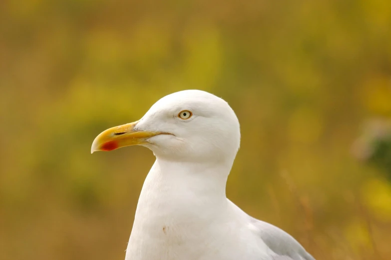 a white bird with a yellow beak standing in the grass