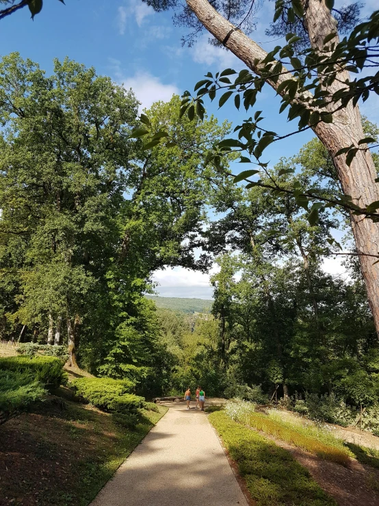 trees on a path and people walking in the distance