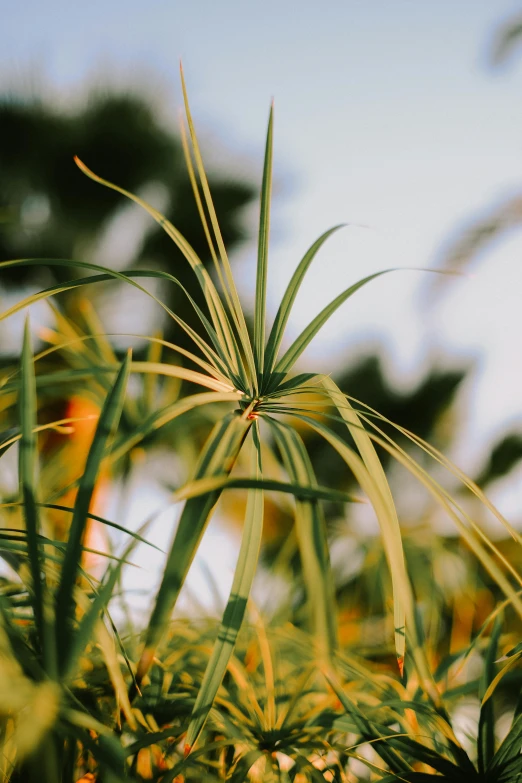 the tall grass is green and brown in color