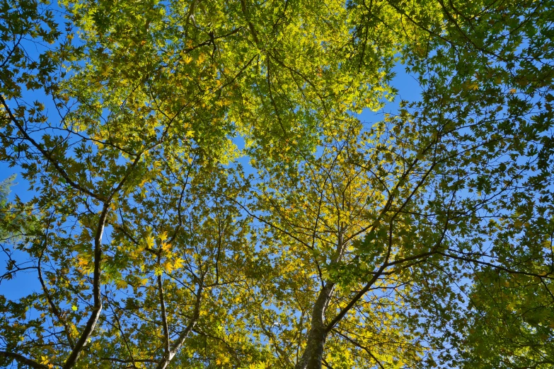 tall trees and blue skies on a sunny day