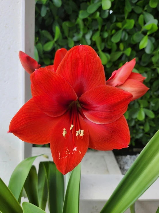 a close up of a flower near green plants