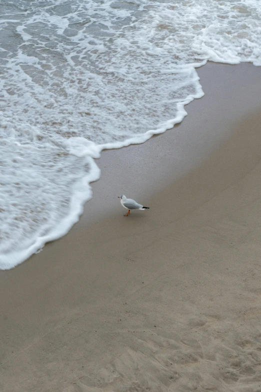 a small bird standing on a sandy beach near the ocean