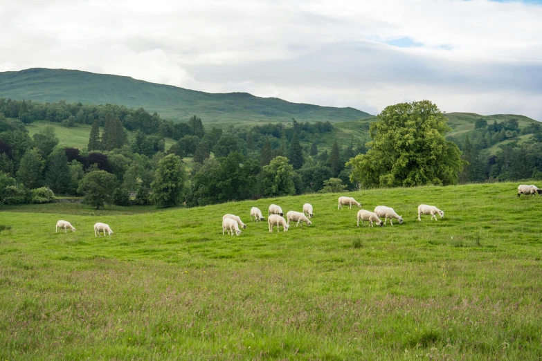 sheep are standing in the grass in front of trees