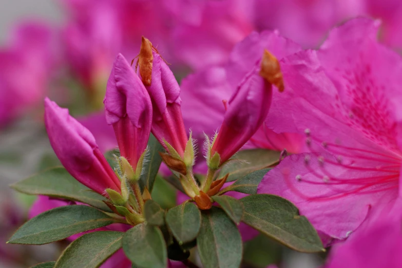 pink flowers bloom in the garden next to a light pole