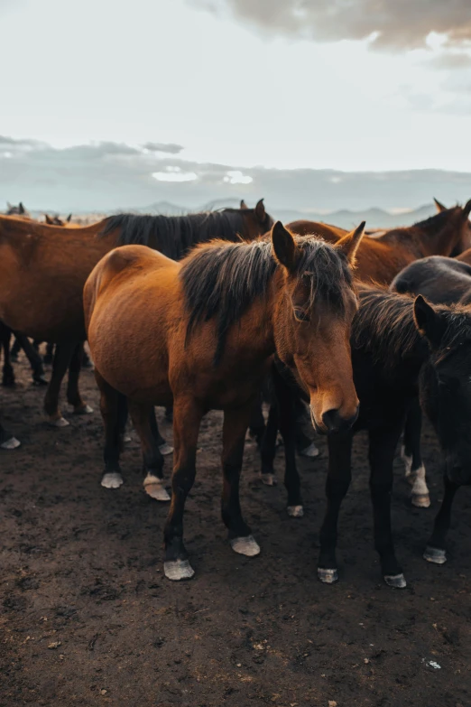 a group of horses standing around in a field